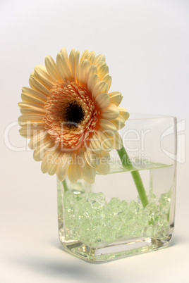 Gerbera