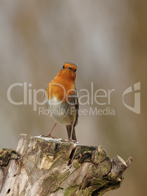 Rotkehlchen (Erithacus rubecula)