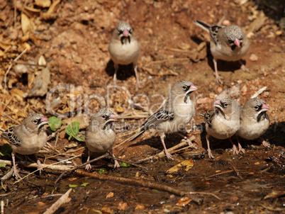 Schnurrbärtchen (Sporopipes squamifrons)