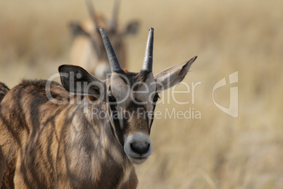 Oryx Antilope (Oryx gazella)