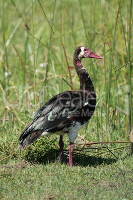 Sporngans (Plectropterus gambensis)