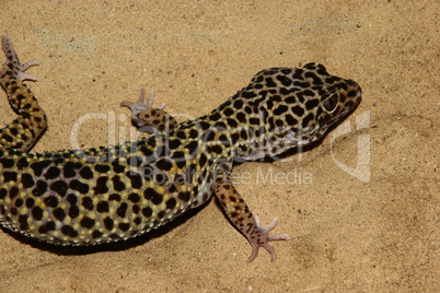 Leopardgecko