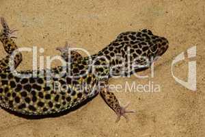 Leopardgecko