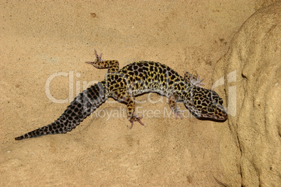 Leopardgecko