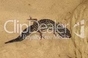 Leopardgecko