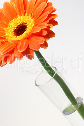 Gerbera