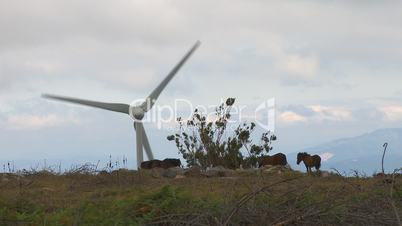 Horses grazing and wind turbine