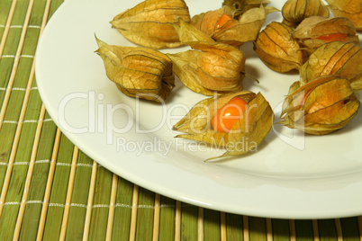 Physalis