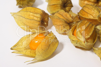 Physalis