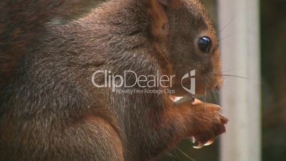 Eichhörnchen frisst Haselnuss