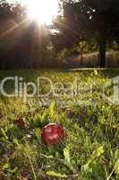 Apfel in Abendsonne