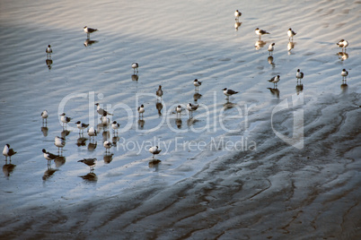 Seagulls in New Orleans