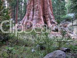 Sequoia National Park, U.S.A.