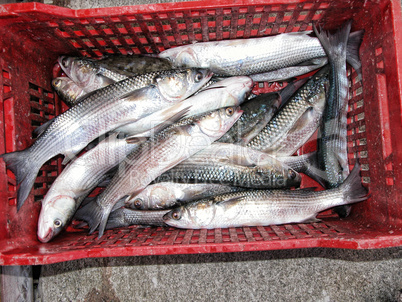 Captured Fishes