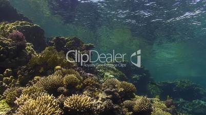 coral reef and calm sea surface
