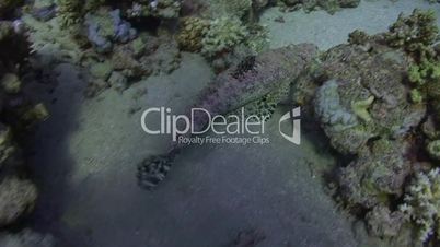 crocodile fish swimming over coral reef
