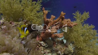 Red Sea Anemone fish