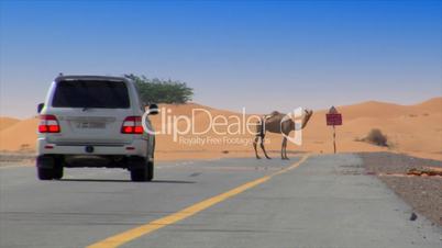 camel on desert street heat haze