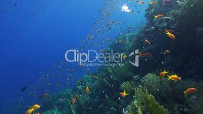 tropical coral reef scene