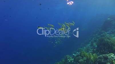 tropical fish on blue background