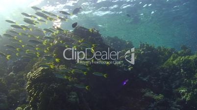 tropical fish scattering