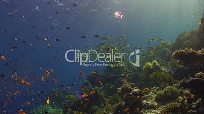 day, coral reef, marine, fish, nature, sealife, tropical, wildlife, colourful, colorful, blue water, school of fish, shoal, group of animals, togetherness, safety in numbers