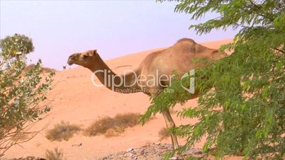 camel watch around