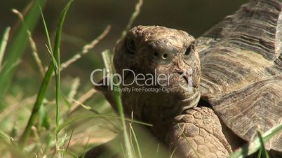 Close up of a large tortoise 4