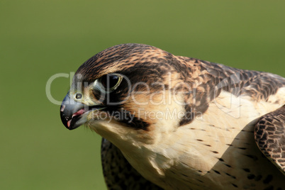 Wanderfalke (Falco peregrinus)