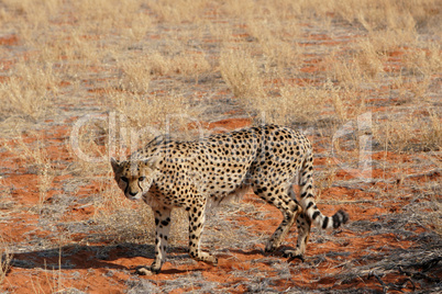 Gepard (Acinonyx jubatus)