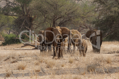 Wüstenelefanten in Namibia