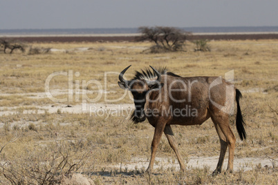 Streifengnu (Connochaetes taurinus)