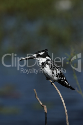 Graufischer (Ceryle rudis)