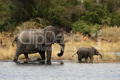 Elefanten-Mutter mit Kind