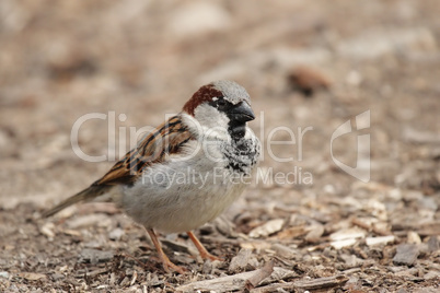 Haussperling (Passer domesticus)