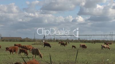 Cows grazing in a field time lapse