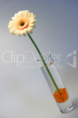 Gerbera