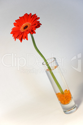 Gerbera