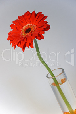 Gerbera