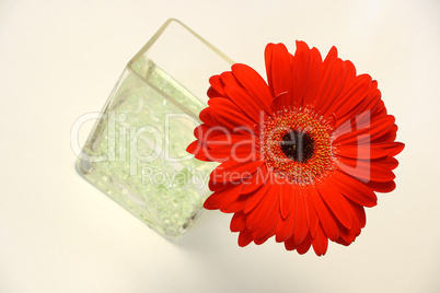 Gerbera