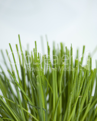 Close up of Chives
