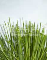 Close up of Chives