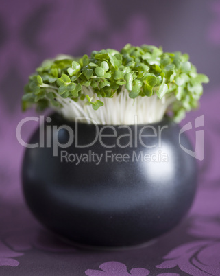 Close up of cress in a pot