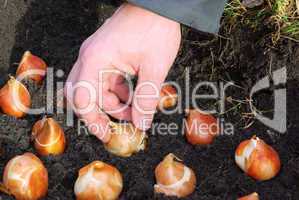 Zwiebel stecken - bulb planting 19