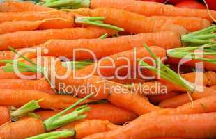 Möhre - carrot 01
