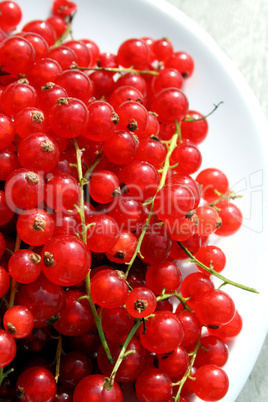 Johannisbeeren