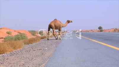 camel walk on street