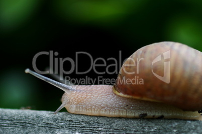 Snail