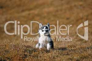 Hunde-Welpe im Gras sitzend