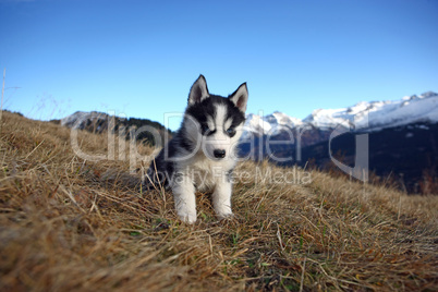 Hundewelpe mit blauen Augen vor Bergkulisse